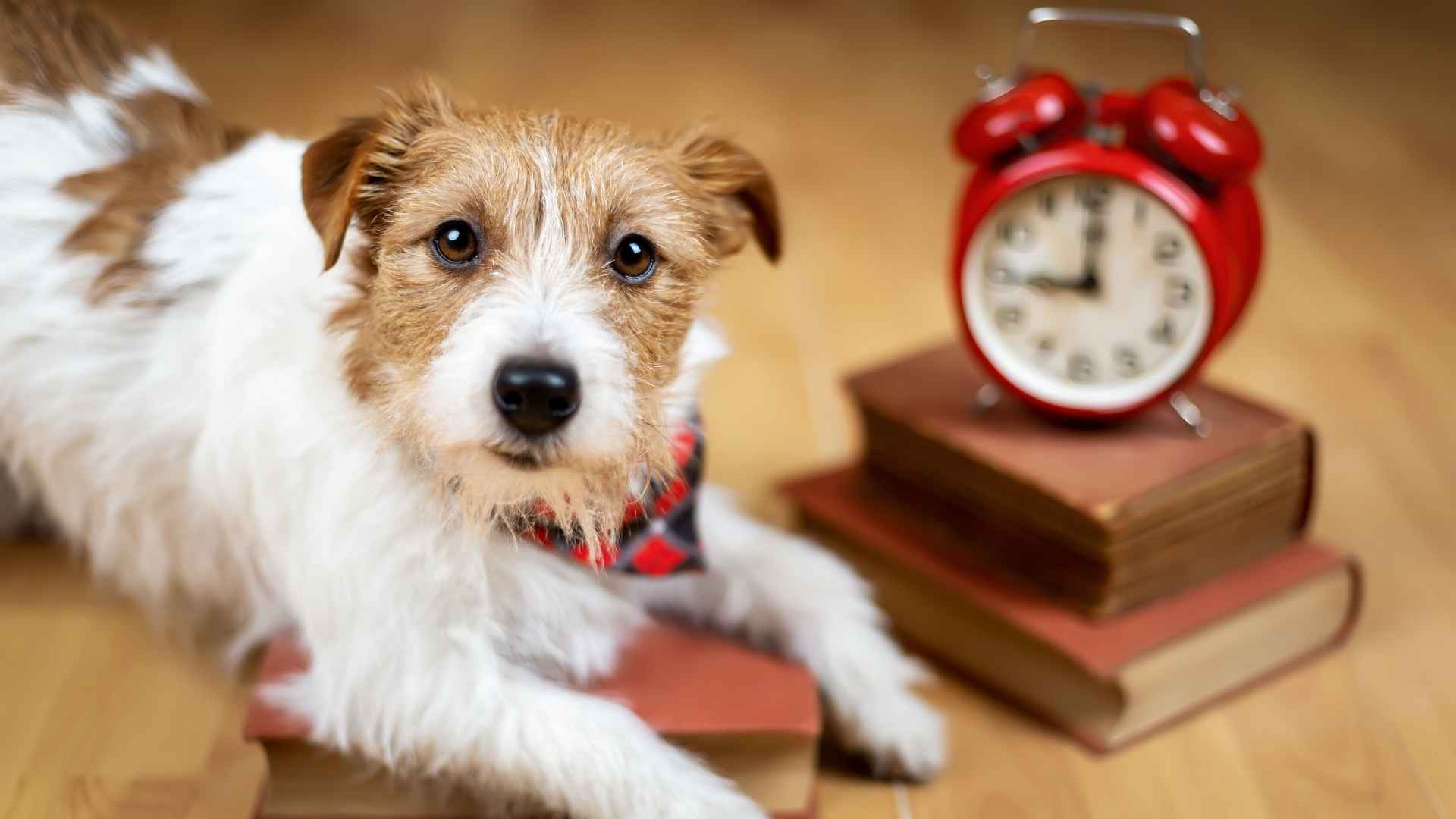 los perros tienen noción del tiempo
